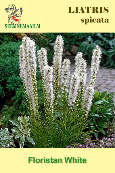  Dense Blazing Star "Floristan White" (Spike Gayfeather, Button Snakeroot, Colic-root)